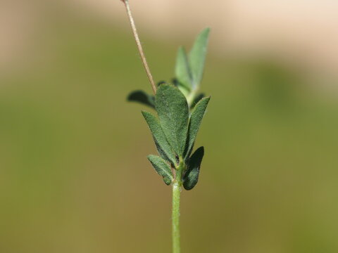 Plant (Lotus castellanus)