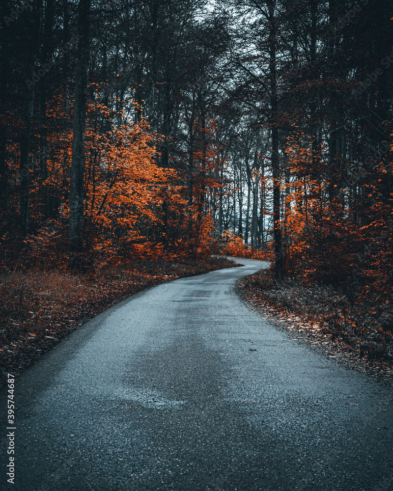 Wall mural vertical shot of a road surrounded by a forest in autumn on a gloomy day - perfect for wallpapers