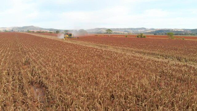 Sorghum Harvest