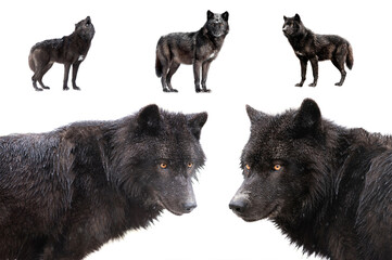 collage of wolves winter isolated on a white background.