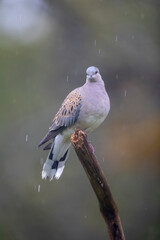 Tourterelle des bois Streptopelia turtur