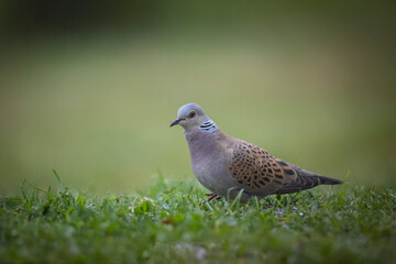 Tourterelle des bois Streptopelia turtur