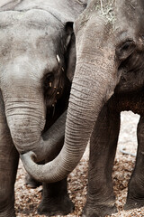 Two elephants without tasks cuddling with each other. 