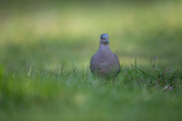 Tourterelle des bois Streptopelia turtur