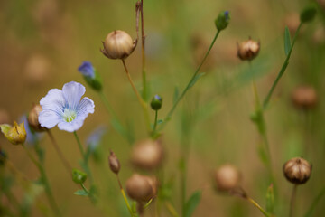 flor azul con capullos redondos