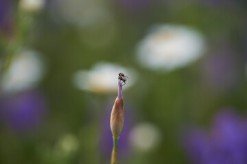 macro foto insecto sobre una margarita