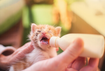Girl with little cat kitten breastfeeding drinking milk from a feeding bottle newborn outdoors....