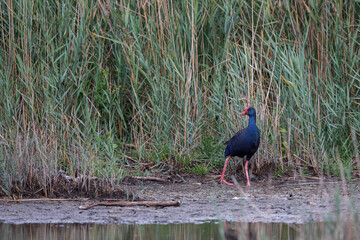 Talève sultane Porphyrio porphyrio