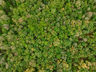 Fototapeta Aerial view of the canopy of Touraine, Loire Valley, France obraz