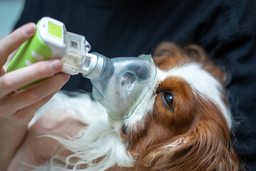 The doctor saves the dog with an oxygen mask, animal diseases, inhalation with a nebulizer.