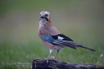 Geai des chênes Garrulus glandarius