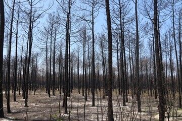 Forest fire damage