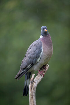 Pigeon ramier, palombe, Columba palumus