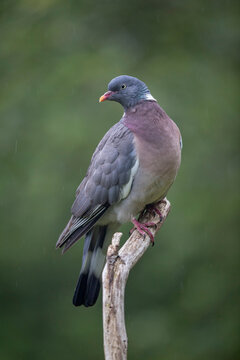 Pigeon ramier, palombe, Columba palumus