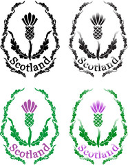 scottish thistle colored and black