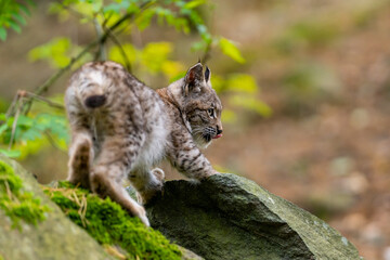 Lynx in green forest with tree trunk. Wildlife scene from nature. Playing Eurasian lynx, animal behaviour in habitat. Wild cat from Germany. Wild Bobcat between the trees