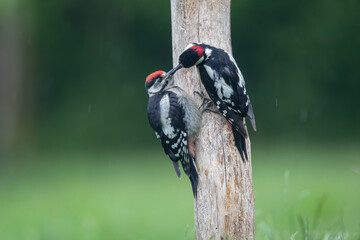 Pic épeiche au nourrissage Dendrocopos major