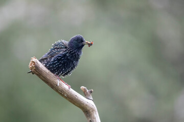 Eourneau sansonnet Sturnus vulgaris