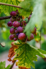 ripening bunches of grapes