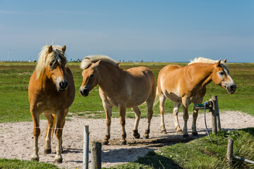 Naklejka na ściany i meble Braune Pferde auf einer Wiese, Hallig Hooge, Nordfriesland, Schleswig-Holstein, Deutschland