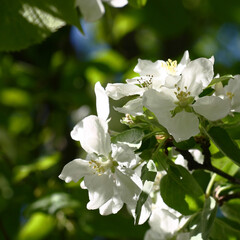 Fresh gentle flowers of an apple-tree with white petals decorate a branch of the blossoming tree.