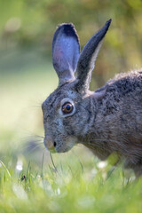 Lièvre d'Europe Lepus europaeus