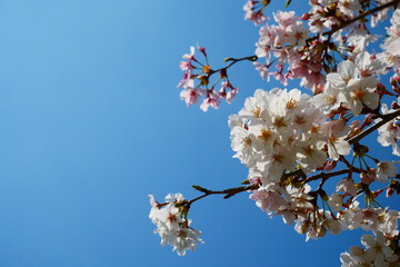 桜（ソメイヨシノ）と青空（sakura and blue sky)
