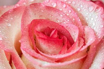 Macro. Rose close-up. Water drops on the petals. Pink and white flowers