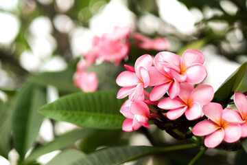 Obraz na płótnie Canvas pink and white magnolia frangipani bloom
