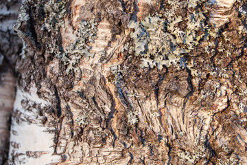 Patterns in an old birch stem