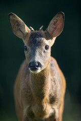 Chevreuil d'Eruope mâle Capreolus capreolus brocard