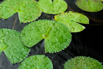 lily of the valley in water green after raindrop