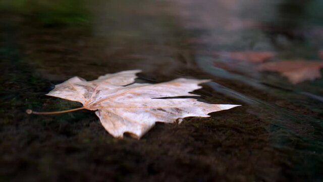 Colorful autumn leafes flowing in the water .Sky reflection in the water in the forest.Close up leafs in the wild nature water .Slow motion of floating leafs.