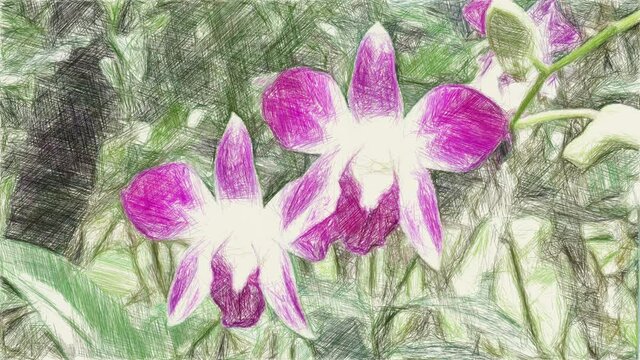 art drawing color of orchid flower 