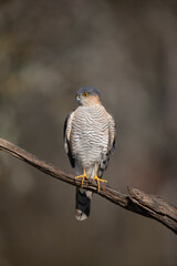 Epervier d'Europe Accipiter nisus