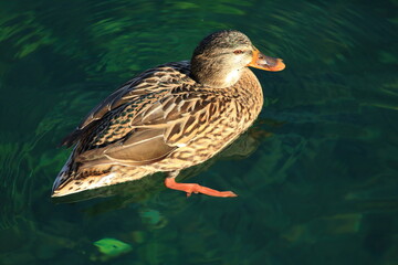 Mallard duck female on the clear fresh water