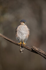 Epervier d'Europe Accipiter nisus