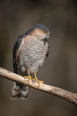 Epervier d'Europe Accipiter nisus
