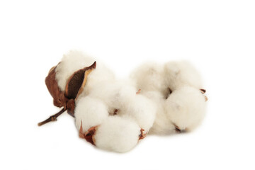 Cotton plant flowers isolated on white background