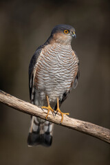 Epervier d'Europe Accipiter nisus