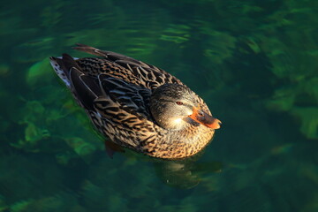 Mallard duck female on the clear fresh water