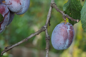 Fruit of ripe plum on tree in orchard.