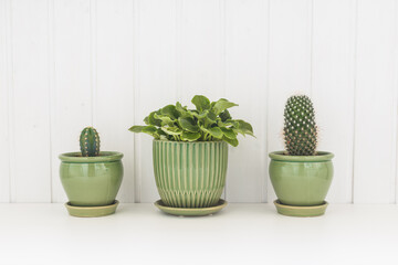 Three pots with cactuses and violets on white wooden background