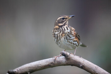 Grive mauvis Turdus iliacus