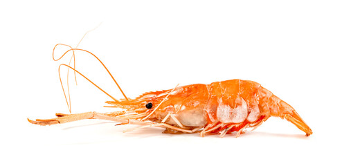 roasted river shrimp common isolated on white background ,grilled prawn