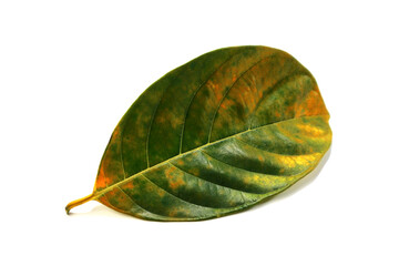 leaf isolated on white