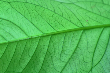 Green leaves for background design