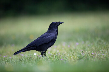 Corneille noire Corvus corone