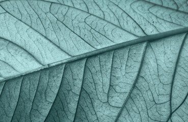 Emerald green leaf close up for design
