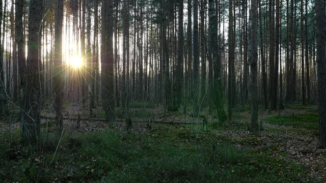 Sun light shine through tree trunks, slowly decline and grow dim. Young mixed forest at autumn season, pine and some birch trees, small fallen leaves lie on ground